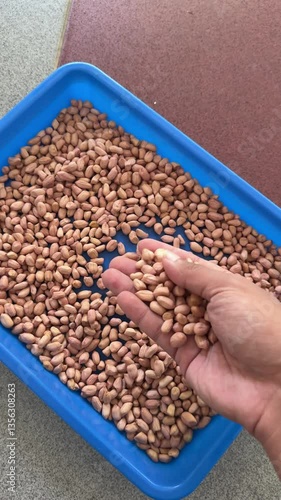 Freshly Harvested Peanuts – Natural Goodness in Hand
