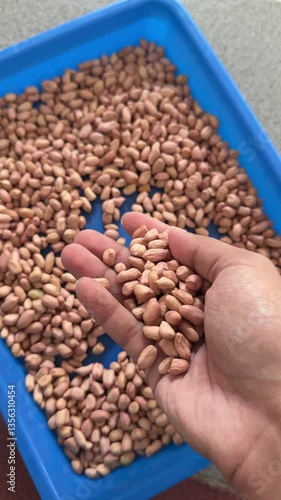 Handful of Fresh Peanuts – Organic Harvest from the Farm