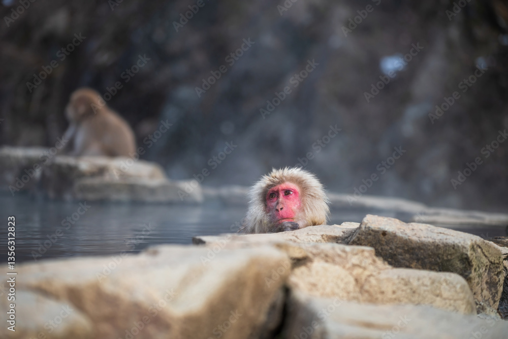 Fototapeta premium Japanese Snow monkey bath on hot spring pool, Jigokudani, Nagano