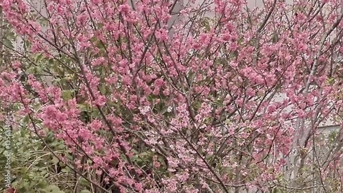 沖縄に咲くピンクの桜、沖縄の春