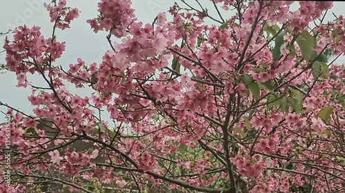 沖縄に咲くピンクの桜、沖縄の春
