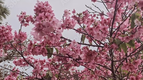 沖縄に咲く青空にピンクの桜と飛び回る蜂、沖縄の春
