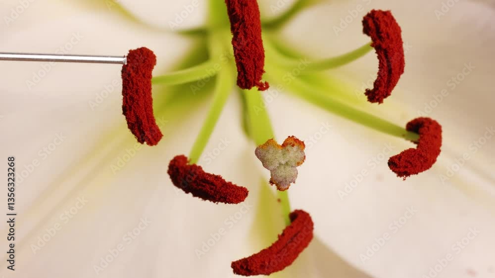 Macro Exploration of Lily Flower Reproductive Parts Macro Exploration of Lily Flower Reproductive Parts