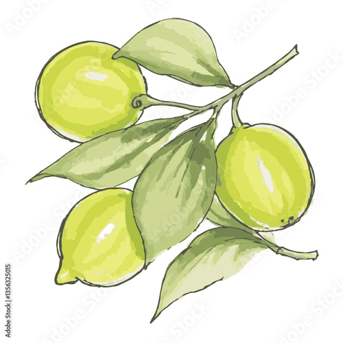 Loose hand-drawn lemon illustration. Organic. Watercolor. Coloring. Color. Vector