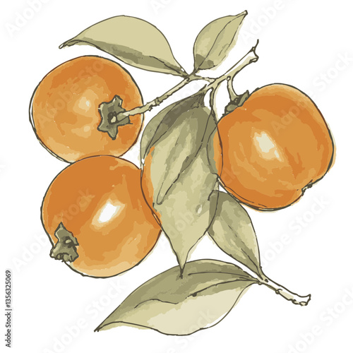 Illustration of a loose hand-drawn persimmon. Organic. Watercolor. Coloring. Color. Vector