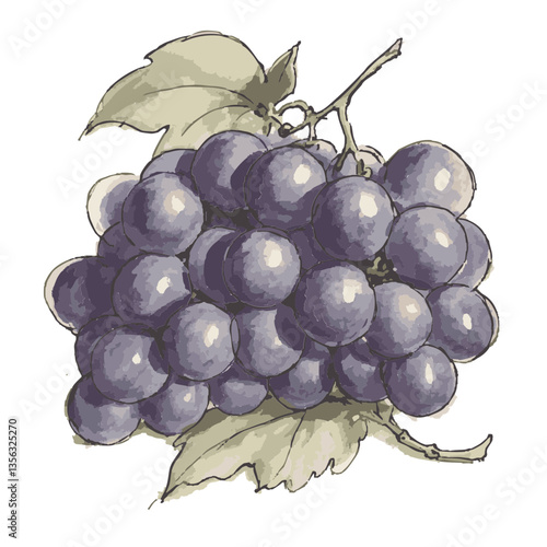 Loose hand-drawn grape illustration. Organic. Watercolor. Coloring. Color. Vector
