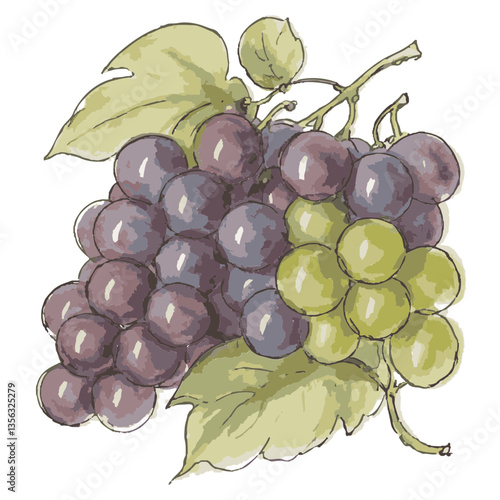Loose hand-drawn grape illustration. Organic. Watercolor. Coloring. Color. Vector