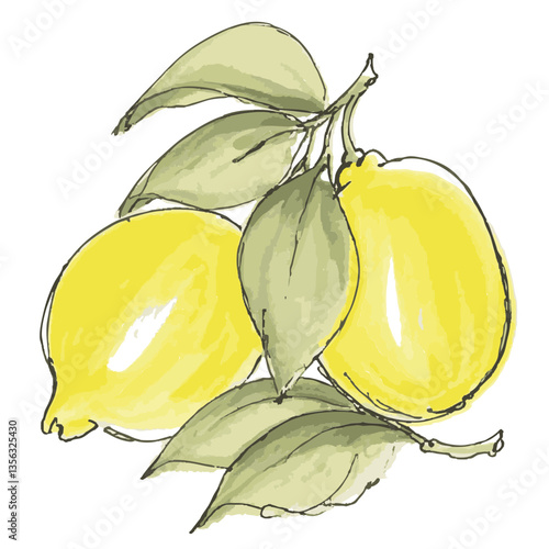 Loose hand-drawn lemon illustration. Organic. Watercolor. Coloring. Color. Vector