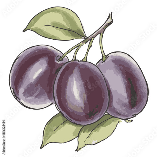 Loose hand-drawn prune illustration. Organic. Watercolor. Coloring. Color. Vector