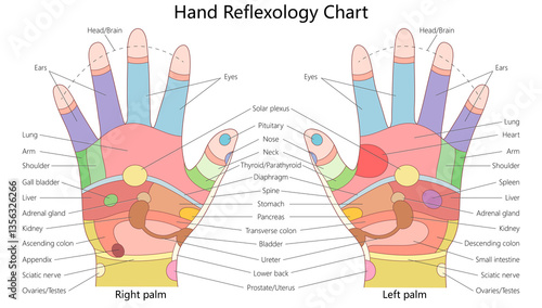 Billede på lærred hand reflexology chart illustrating pressure points linked to different organs, including the heart, lungs, liver, stomach, spine, and nervous system diagram hand drawn raster illustration
