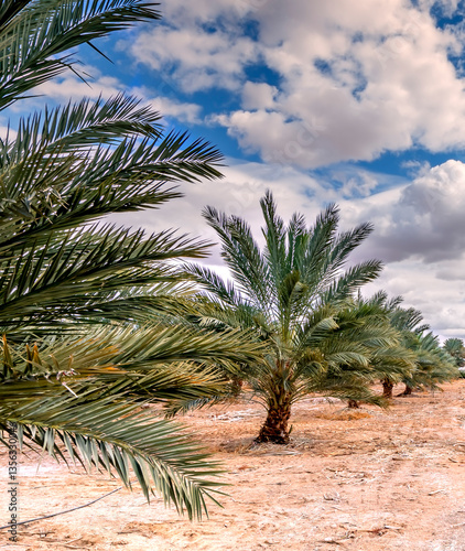 Plantation of date palms. Healthy food industrial agriculture production. Dat...