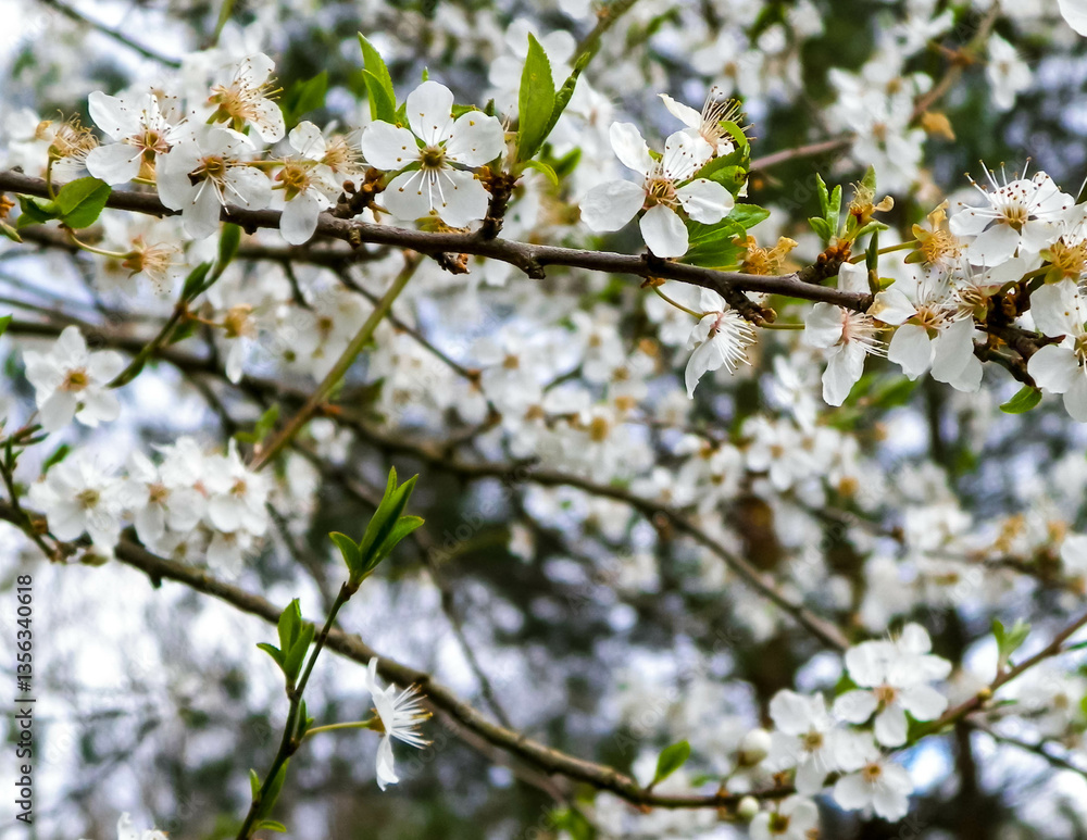 Blooming mirabelle tree in summer. Blooming mirabelle tree in summer.