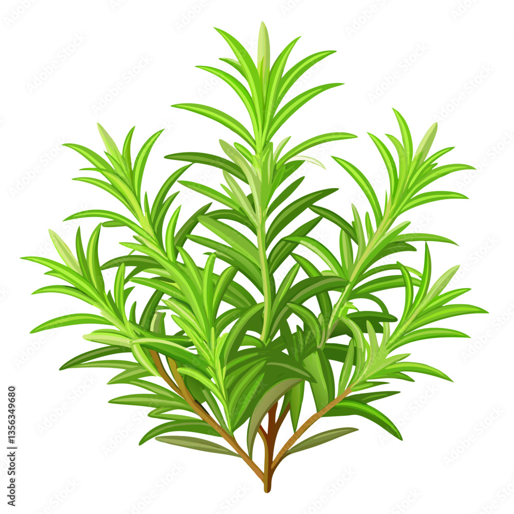 bushy rosemary plant bushy rosemary plant