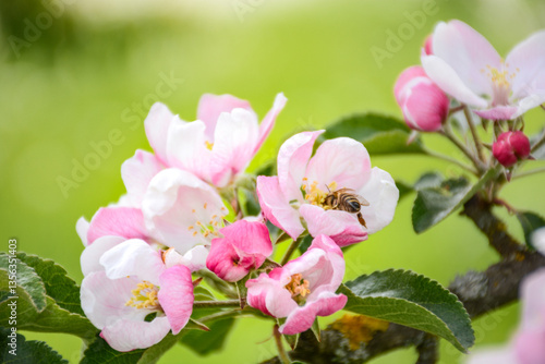 Spring, blossoming apple trees in the garden, bee collecting nectar from delicate flowers of the tree, copy space. High quality photo