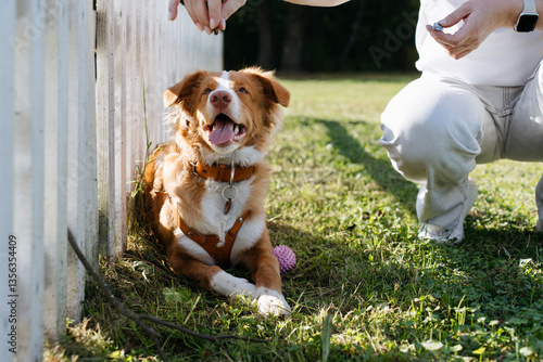nova scotia duck tolling retriever, cheerful dog with a reddish-brown and white coat eagerly looks up at its owner while waiting for a treat. The dog wears a stylish leather harness