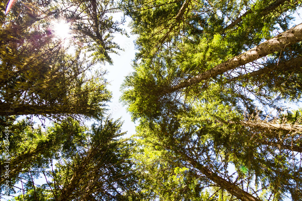 Obraz premium Looking up green trees forest background and sun between trunks
