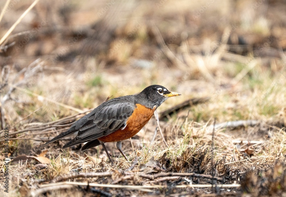 Close-up of an American Robin Foraging Close-up of an American Robin Foraging