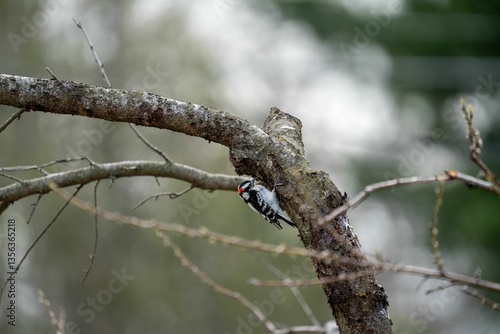 Bird on bare winter branches