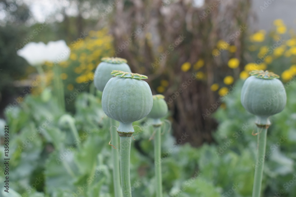 Tulip, Flowering opium poppy Papaver somniferum on a field in spring. Papaver somniferum is a species of plant. Opium and poppy seeds come from poppies.Detail of flowering Tulip, Flowering opium poppy Papaver somniferum on a field in spring. Papaver somniferum is a species of plant. Opium and poppy seeds come from poppies.Detail of flowering