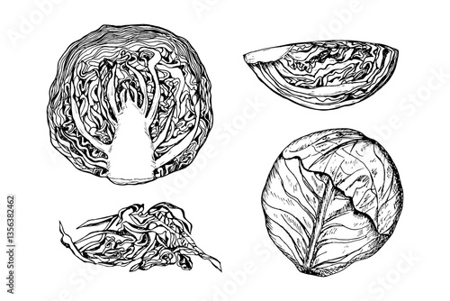 Cabbage sketch outline illustration set. Red cabbage simple doodle drawing in engraving style. Hand drawn vector line art clipart isolated on white background