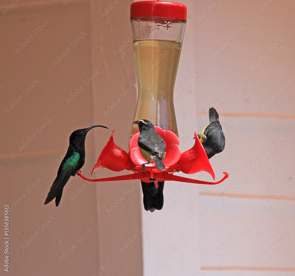 Naklejka premium des colibris en plein repas