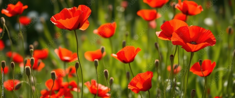 Fototapeta premium Vibrant red poppies blooming in a sun-drenched summer meadow, landscape, natural, outdoors