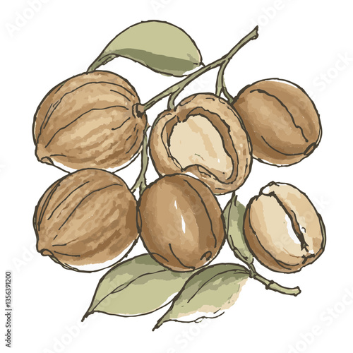 Loose hand-drawn nut illustration. Organic. Watercolor. Coloring. Color. Vector