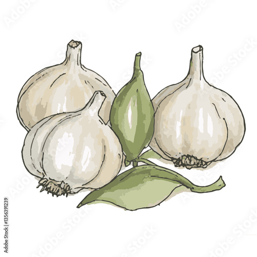 Illustration of loose hand-drawn garlic. Organic. Garlic. Watercolor. Coloring. Color. Vector