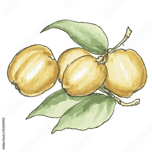 Loose hand-drawn nut illustration. Organic. Watercolor. Coloring. Color. Vector