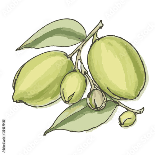 Loose hand-drawn pistachio illustration. Watercolor. Color. Vector.