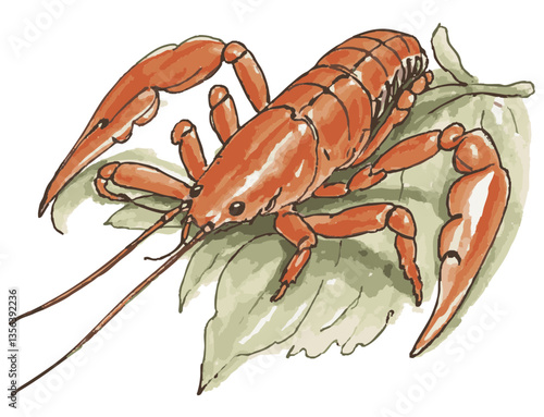 Loose hand-drawn crayfish illustration. Organic. Watercolor. Coloring. Color. Vector