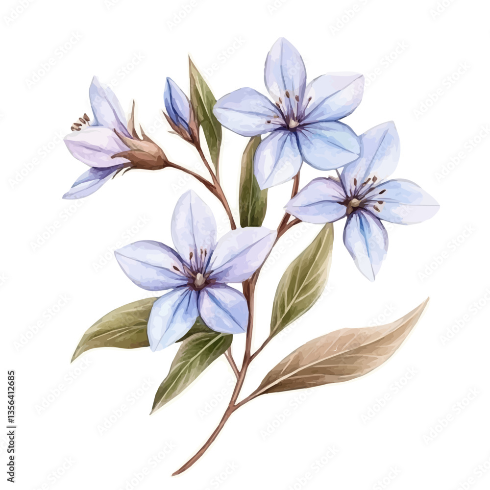 Starflower Branch, watercolor illustration, isolated on a white background. Starflower Branch, watercolor illustration, isolated on a white background.