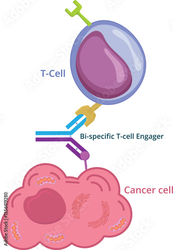 Bi-specific t-cell engager conceptual illustration. Bi-specific monoclonal antibody immunotherapy against cancer 
