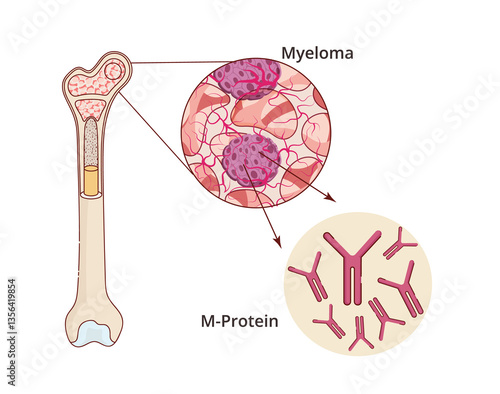 Fotografie Bone Marrow anatomy vector illustration with red blood cells, white blood cells,