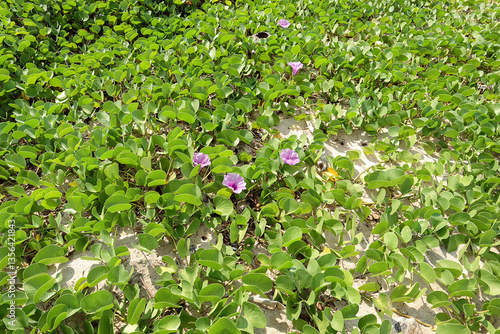 Beach morning glory, Ipomoea pes-caprae, also known as bayhops or goat's foot fresh green leaves with purple flowers grows and creeping plants on the sand beach.