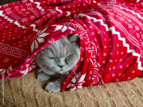 A gray cat peacefully sleeps under a vibrant red patterned blanket. the cozy scene captures a sense of warmth and tranquility, perfect for conveying comfort and relaxation in a domestic setting. the