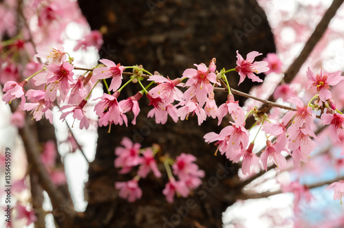 Early spring tree prunus campanulata okame in bloom