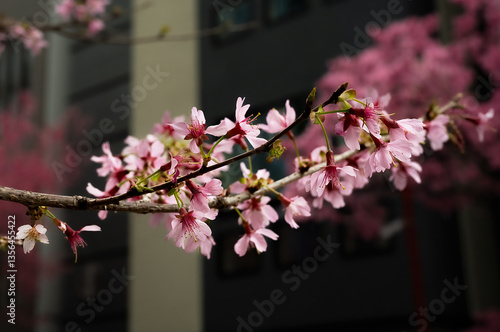 Early spring tree prunus campanulata okame in bloom