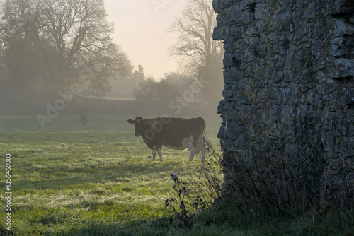 cow at Hore Abbey is a ruined near the Rock of Cashel, County Tipperary, Republic of Ireland