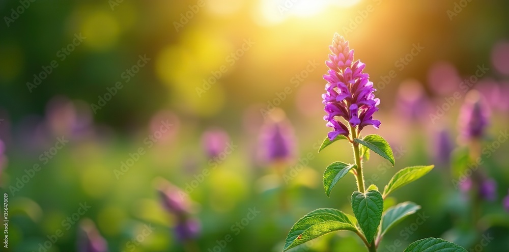 Obraz premium Stevia plant with purple flowers blooming in the sun, nature, garden, plant