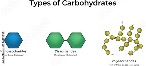 Types of Carbohydrates Monosaccharides Disaccharides and Polysaccharides Vector Illustration