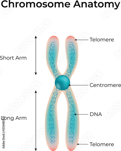 Chromosome Anatomy Structure of a Chromosome with Labeled Components Vector Illustration