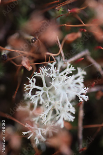 silver moss jagrass close-up 