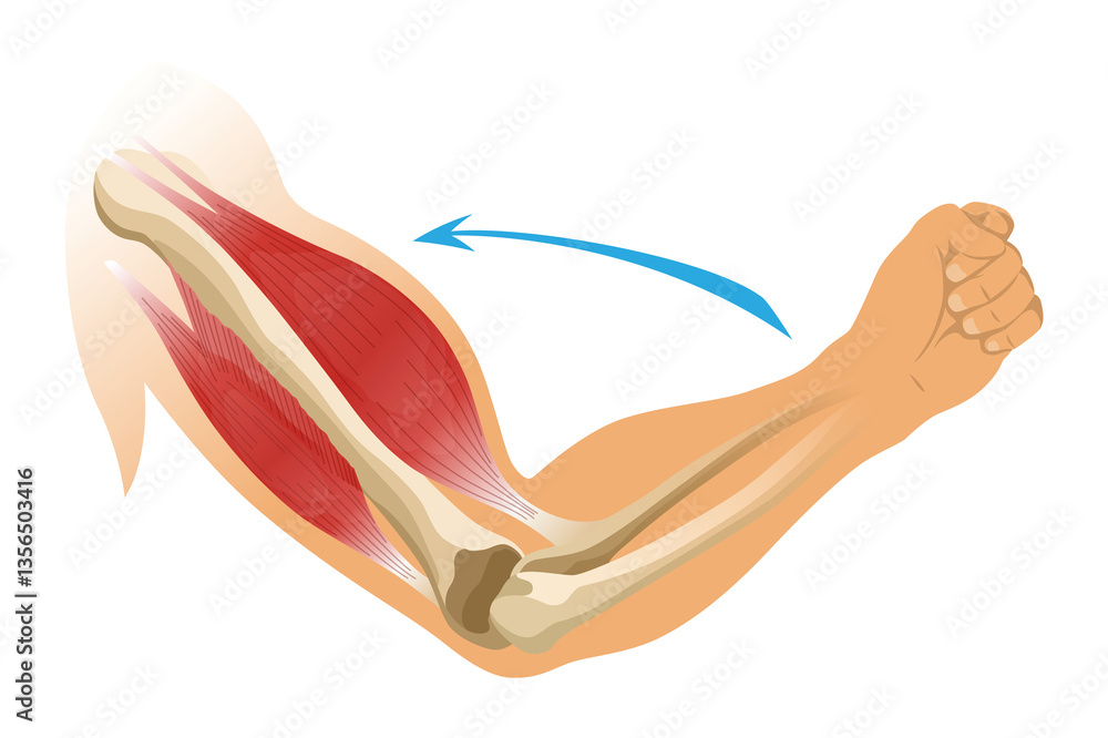 Arm muscle biceps with skeleton. Muscle tension of human hand on white background. Bones and joints in male silhouette. Medical illustration of hand for clinic or hospital