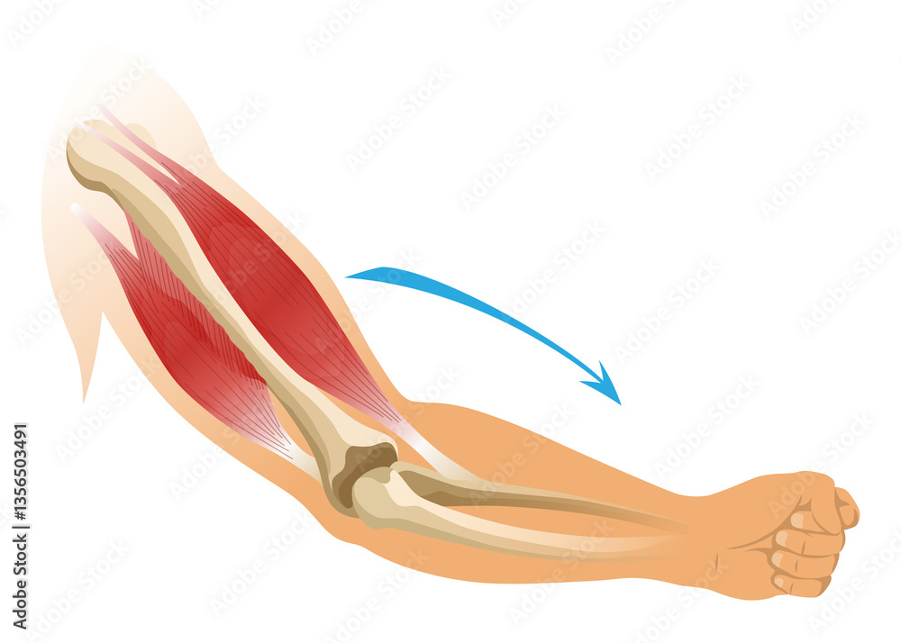 Arm muscle biceps with skeleton. Muscle tension of human hand on white background. Bones and joints in male silhouette. Medical illustration of hand for clinic or hospital
