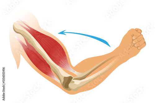 Obraz na płótnie Arm muscle biceps with skeleton. Muscle tension of human hand on white background. Bones and joints in male silhouette. Medical illustration of hand for clinic or hospital w salonie