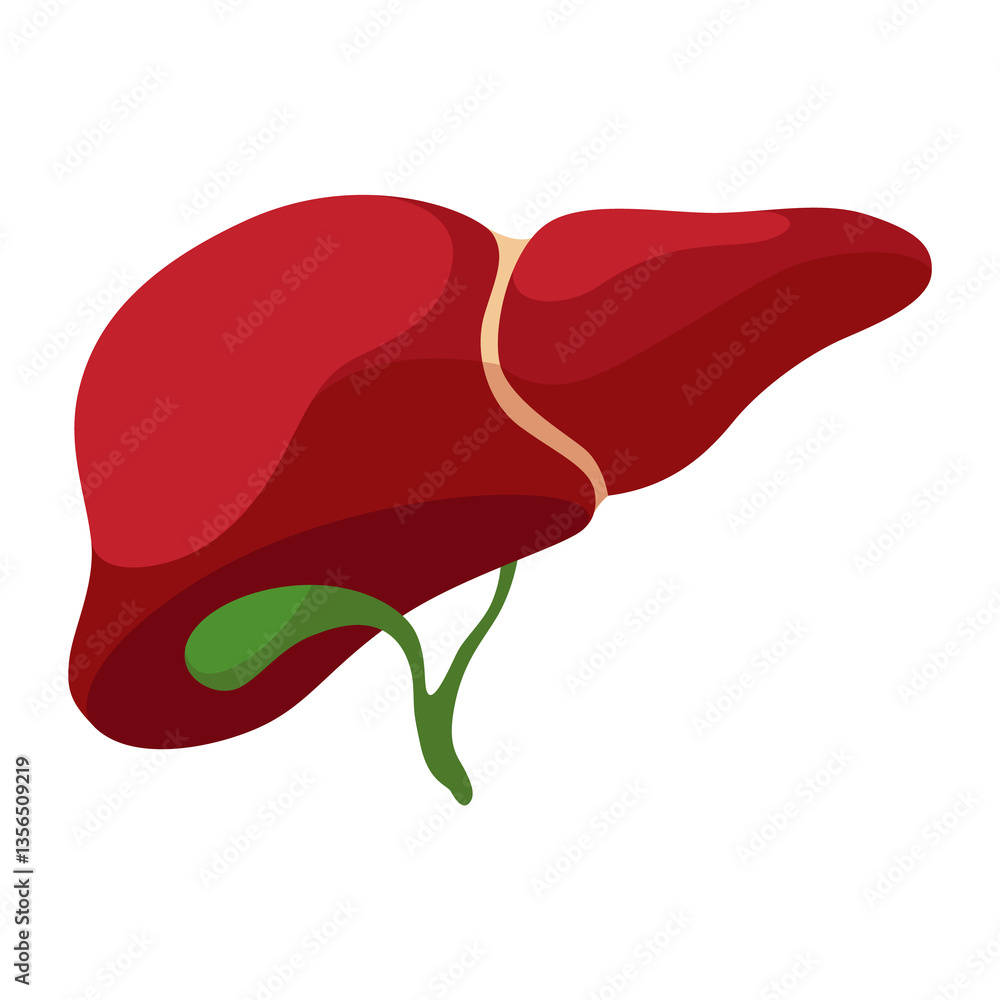 Internal human body organ - liver, info poster. Medical anatomy infographic element. Medicine concept, healthcare. illustration