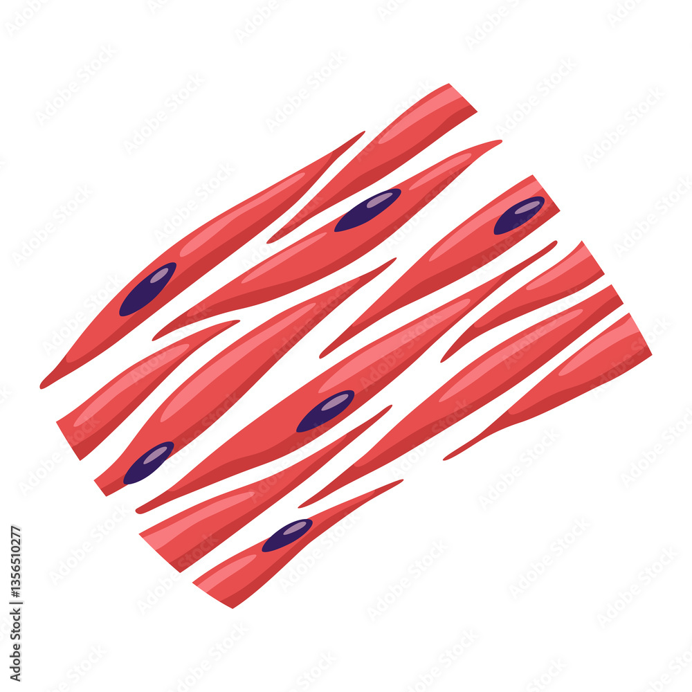 Smooth muscles tissue with specific function. Medical poster design illustration. Science educational symbol