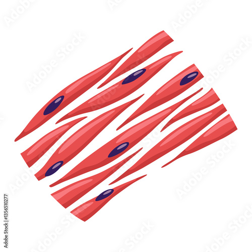 Obraz na płótnie Smooth muscles tissue with specific function. Medical poster design illustration. Science educational symbol w salonie