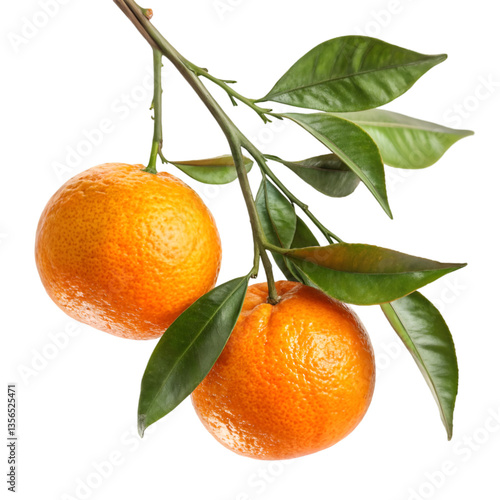 Two ripe mandarins on a branch with green leaves